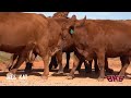Red Commercial Cows - Joyce's Angus