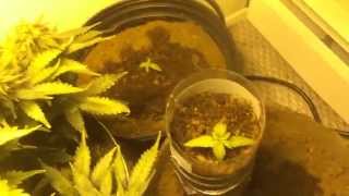 Beginner Marijuana Grow (In Coco Soil)