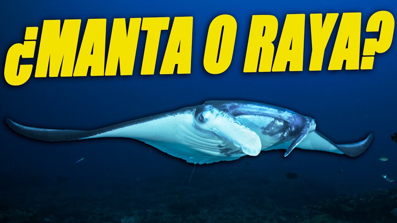 ¿Cuál es la DIFERENCIA entre RAYA y MANTA? ¿Son lo mismo? | 6 ...