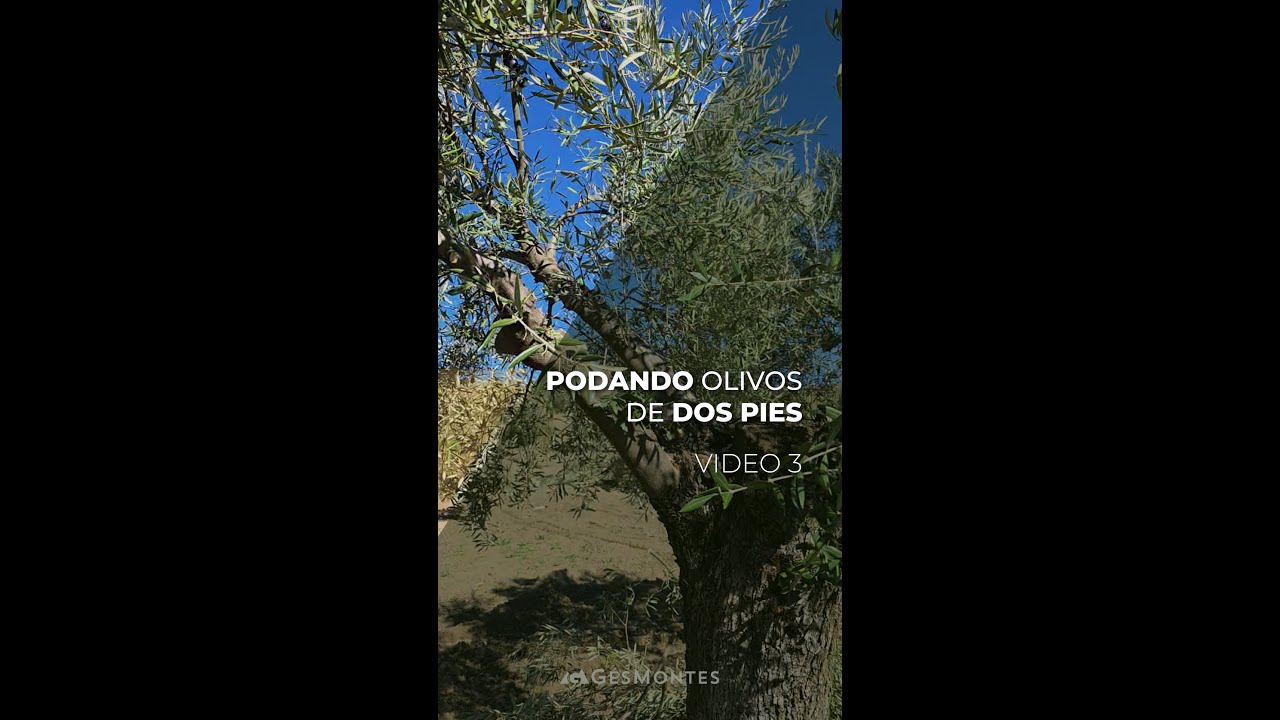 PODANDO OLIVOS DE 2 PIES - PARTE III