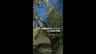 Download Lagu PODANDO OLIVOS DE 2 PIES - PARTE III MP3