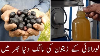 Olive Farm Loralai extracting Olive oil is high Demand