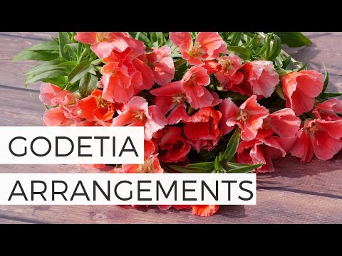 วีดีโอ: พืช Godetia คืออะไร: เรียนรู้เกี่ยวกับดอกไม้ Clarkia ในสวน