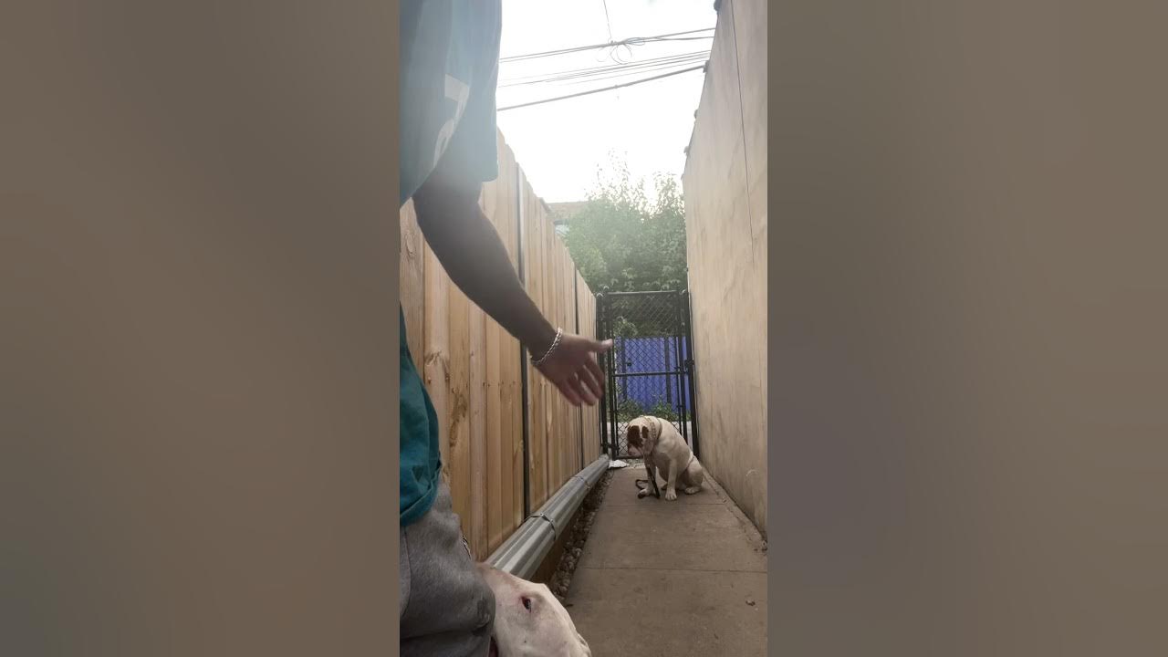 Train your dog to not run away in under 10 minutes! *2023* YouTube