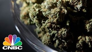 Marijuana On The Ballot In 5 States: Bottom Line | CNBC