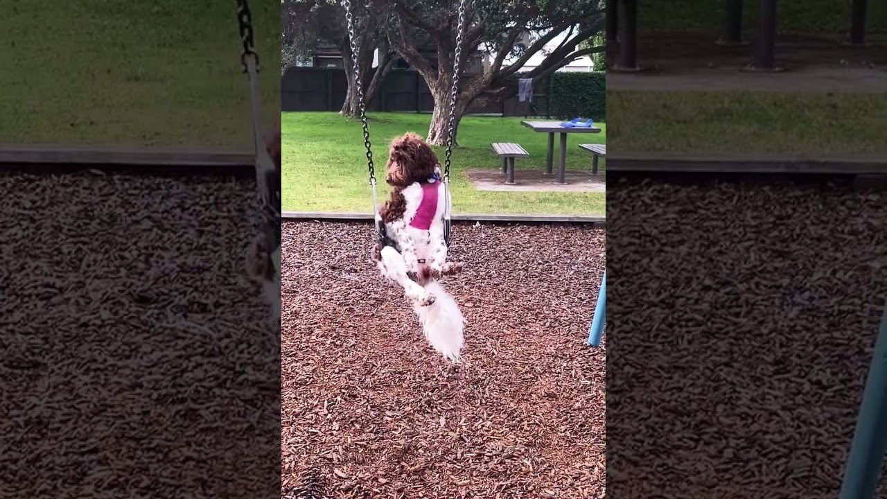 Swinging Dog 