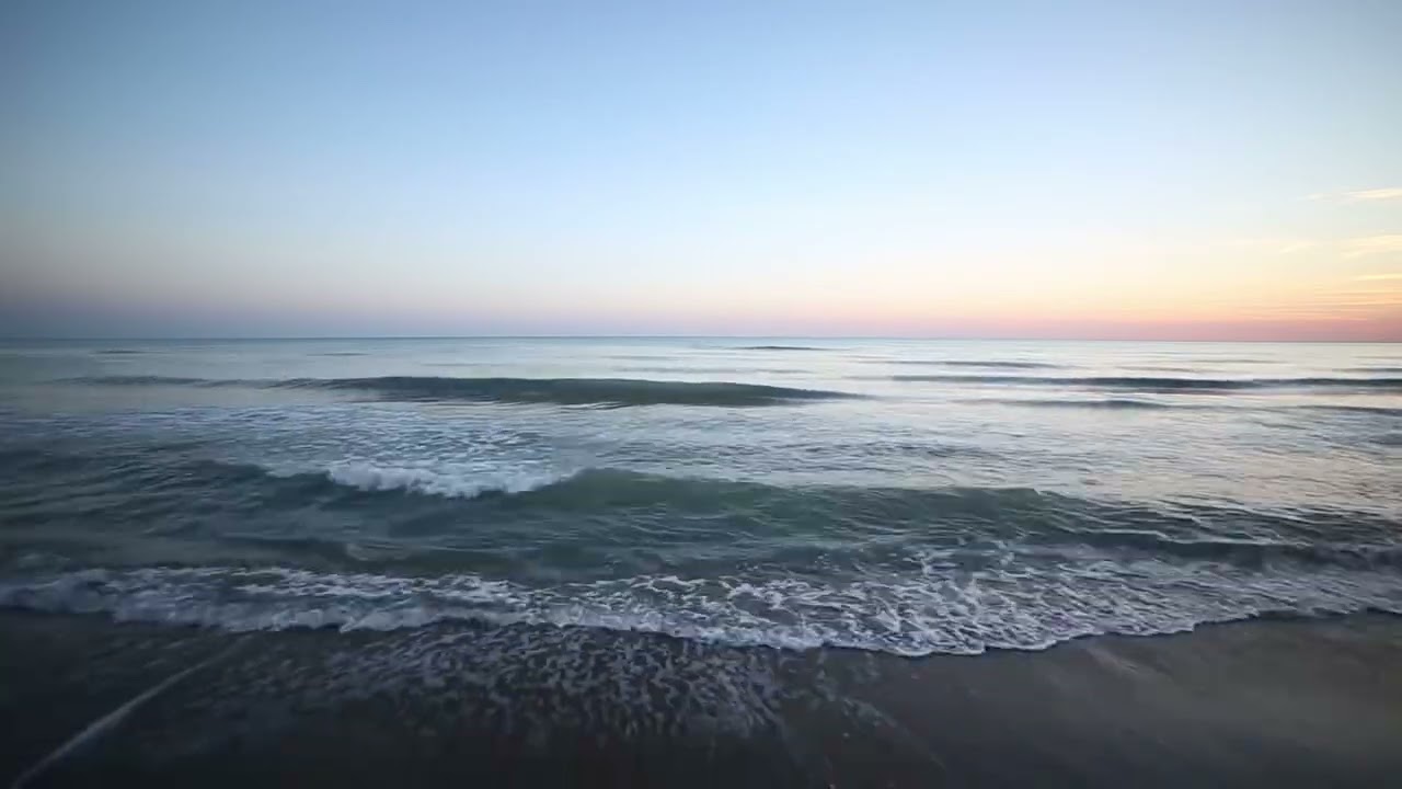 The Lonely Whale Shark 