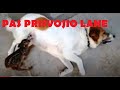 Pas prisvojio lane - prava filmska priča