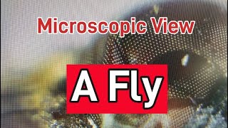 Microscopic View   A Fly