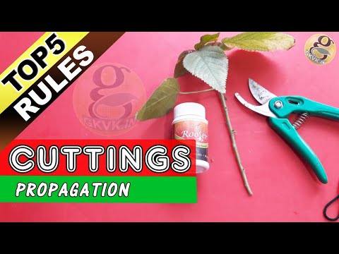 GOLDEN  RULES OF CLONING PLANTS: Growing Plants from stem  | How to grow Rose from Cuttings