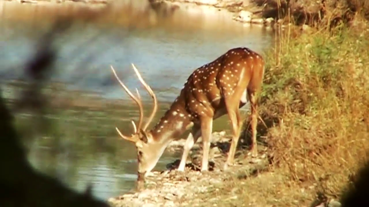 The Baker 3 Ranch Axis