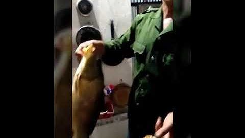 Lâu đâu tiên trong đời câu được 2 em chep này cực Phê