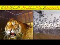 Animals Reaction after Being Freed For The First Time | جانور پالنے کے شوقین یہ ویڈیو ضرور دیکھ لو