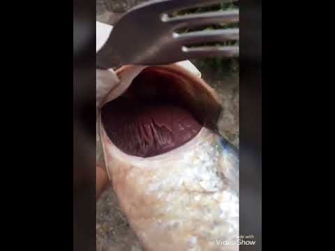 Vídeo: Infecció Branquial En Peixos