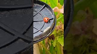ladybird/ladybug 🐞 #ladybug #ladybird #bugs #beetle #shorts