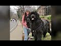 10 Biggest Dog Breeds in the World