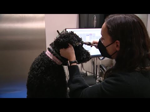 Inflation Hits Pets, Too: Costs of Animal Ownership Rises