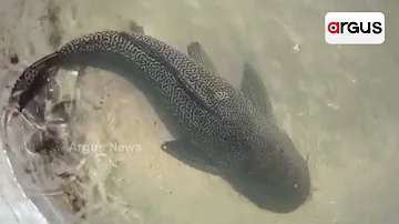 Balasore: Specialty Of Rare sucker Fish Species Of Fish Found At Basta