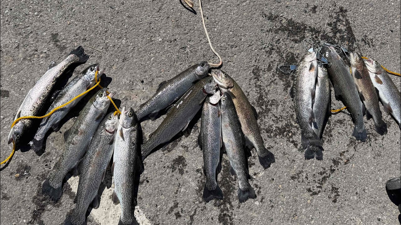 Сумашедший кльов today форель клювала як… 