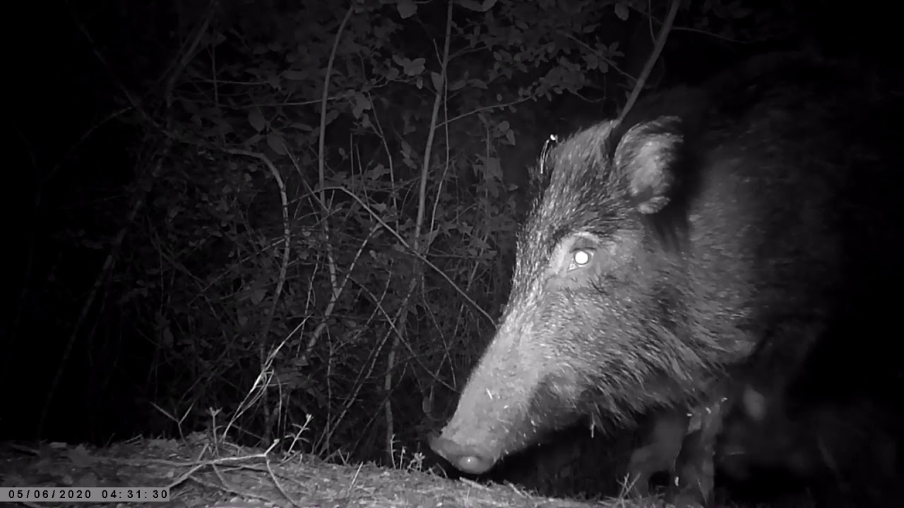 La faune sauvage du Mont des oiseaux à Hyères