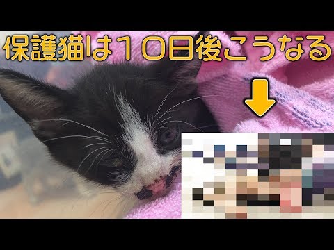 （保護猫）貫禄がありすぎる猫ラッキー-kitten-with-too-much-dignity