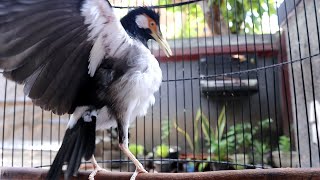 Starling Suren Gacor Mompa Garuda Roll Unloading Good Stuffing for Masteran Birds