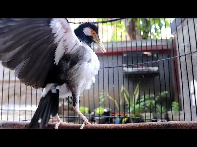 Jalak Suren Gacor Mompa Garuda Roll Bongkar Isian Bagus Untuk Burung Masteran class=