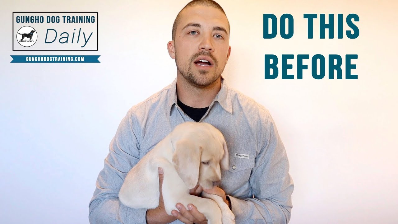 How To Get Your Dog's Energy Out - YouTube