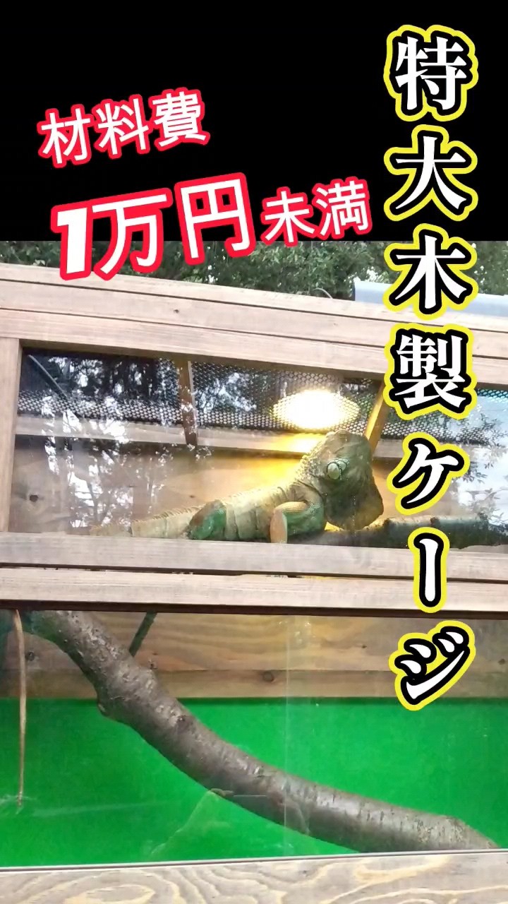 爬虫類ケージDIY】特大ケージを安く簡単に作る方法 #shorts