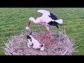 Mother Saving Immature Baby bird Being Eaten by its mature Sibling | Stork Birds in nest