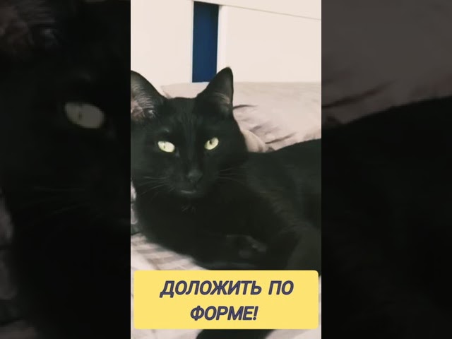 Супружеский Юмор