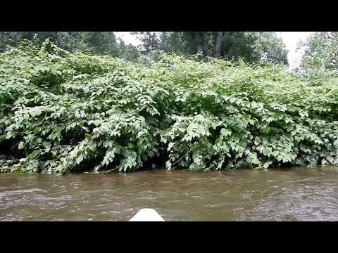 Video: De Helbredende Egenskaber Af Knotweed Fugl Eller Knotweed