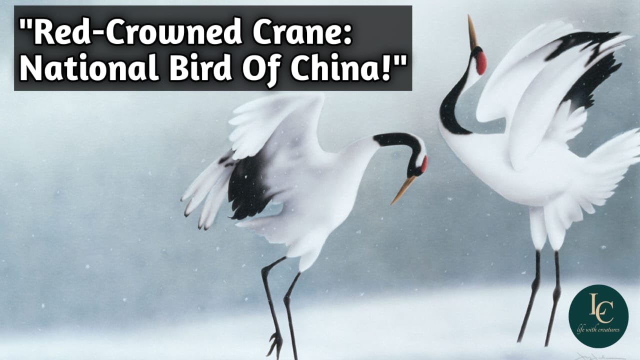 "Red-Crowned Crane:National Bird Of China!"(