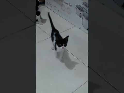 مطرح ماروح ورايا هما وامهم