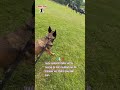 toute contente d'aller voir le tournoi de foot n'oubliez pas de stimuler vos chiens pour leur bien