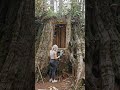 Makio completed the house from old tree stumps #forest #help #house #learn #support #treehouse