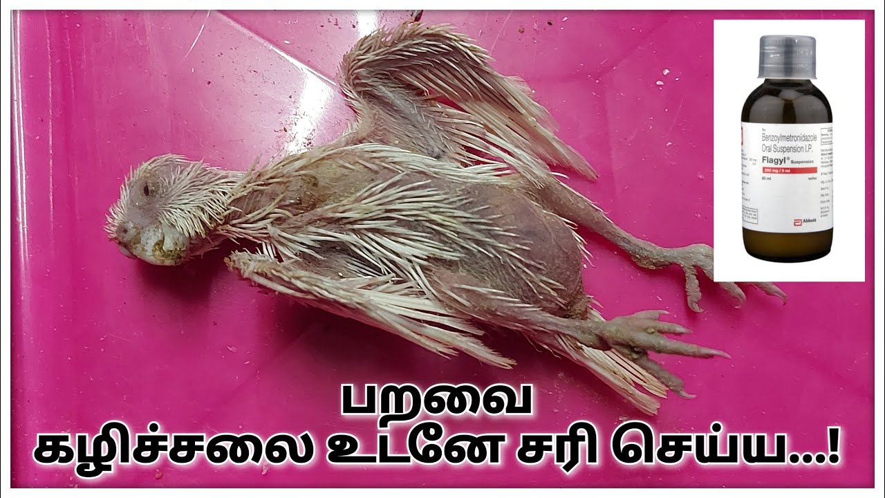 love birds loose motion ( tamil )| Suppliment For all Birds | Breeding tips in tamil | RF