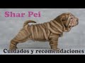 SHAR PEI caracteristicas, cuidados e HISTORIA 🐾✅ の動画、YouTube動画。