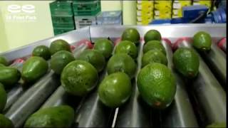 Linea de selección de aguacate. Lavado por Inmersión, elevador, cepillado, seleccionador