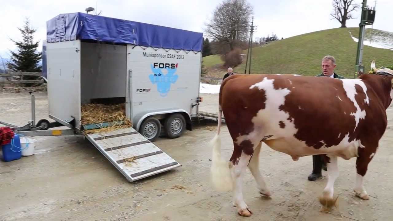 Vorstellung Siegermuni 2013 «FORS vo dr LUEG»