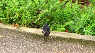 Magpie Robin