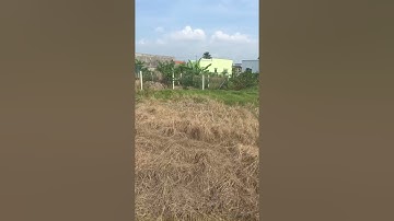 1114m2 lúa + 200 thổ cư  đường  Lương  Văn  Bào  cách  QL50 150m