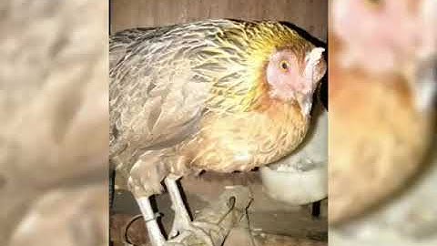 Suab poj qaib seev cuab tuaj 100% 2019