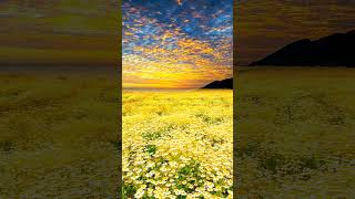 Musik Klasik untuk Bayi dalam Kandungan |Rangsang Otak Janin \u0026 Relaksasi Emosi Ibu Hamil #BayiCerdas