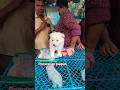 pet Market kolkata 😍/lowest price puppy dog/Gallif Street dogs #shorts #viral #dog#dogs #doglover