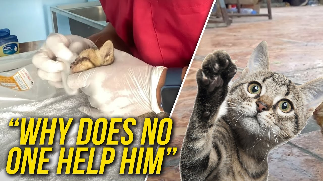 TEAR JERKING! Saving a Stranded Kitten from a Busy Road - YouTube