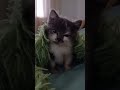 Сонлива гарнюня #cat #kitten #cute #kitty #animals #catstagram #cutecat #nature #chat