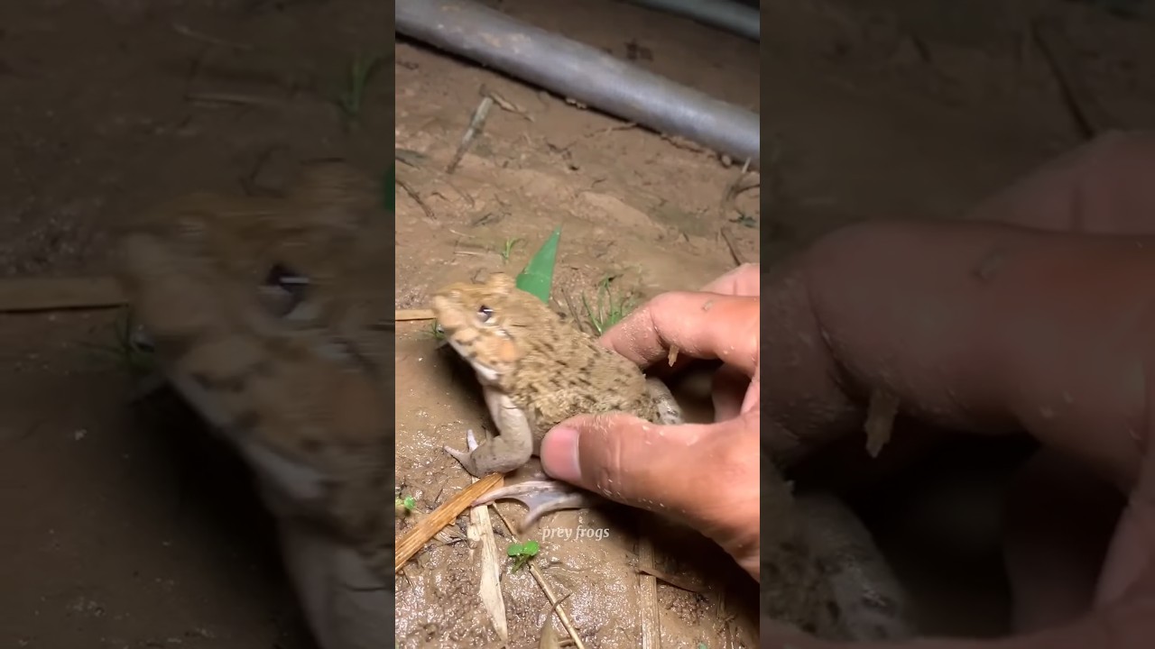 Funny frogs Catching | Wep wep catchingfrogs funny | boing catch frogs make youlaugh #shorts🤣😈