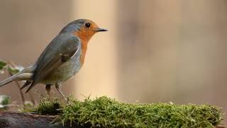 The sound of the bird forest nature for your relaxation #bird #forestnature #soundofthebird