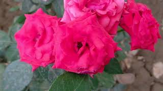 Jmieti Flora Collection